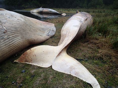 dead whale in forest